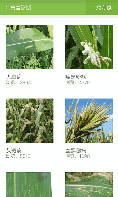 玉米通