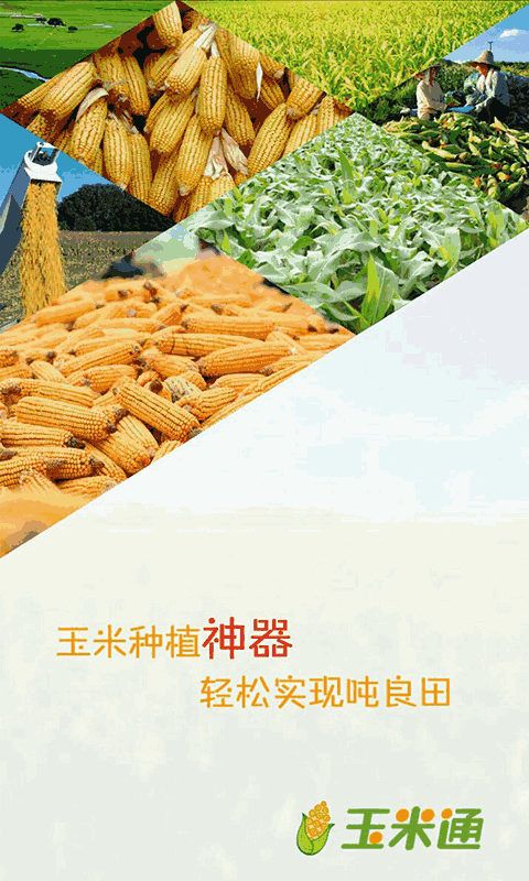 玉米通